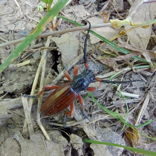 Dorcadion fulvum - barna gyalogcincér