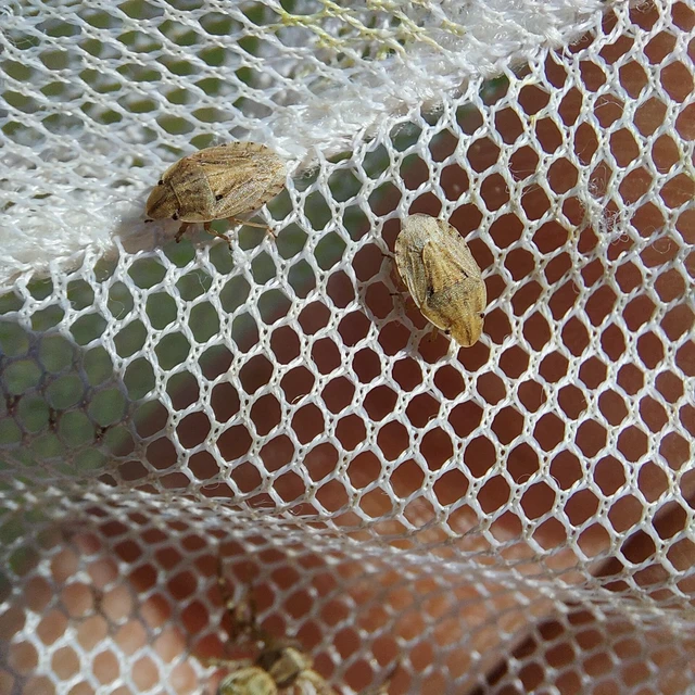 Sciocoris sulcatus - barázdás laposfejű-poloska Sciocoris sulcatus - barázdás laposfejű-poloska