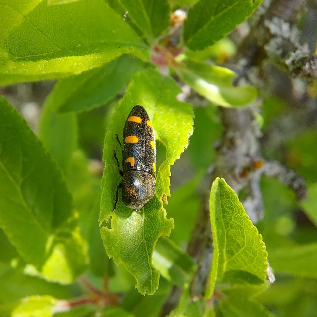 Ptosima undecimmaculata - sárgafoltos díszbogár
