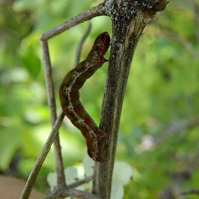 Philereme transversata - varjútövis-araszoló