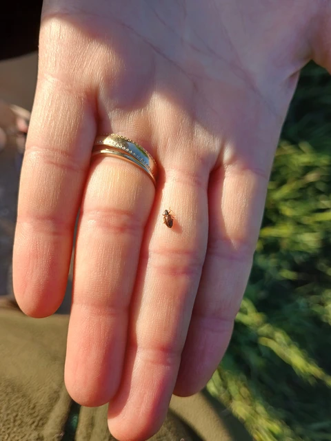 Phyllobius oblongus - közönséges levélormányos