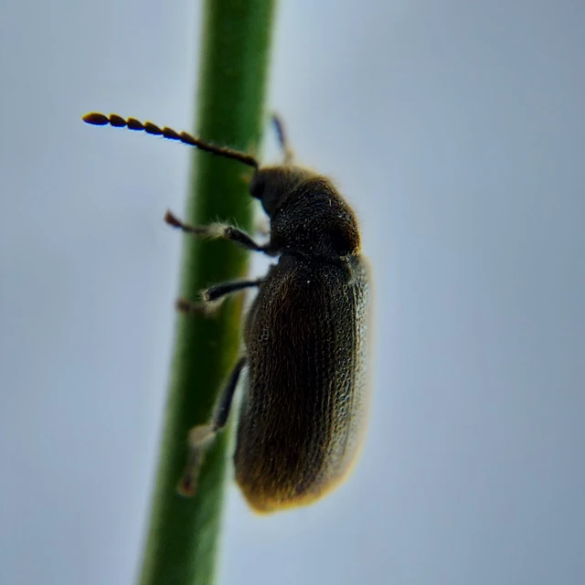 Hedobia pubescens - szőrös álszú