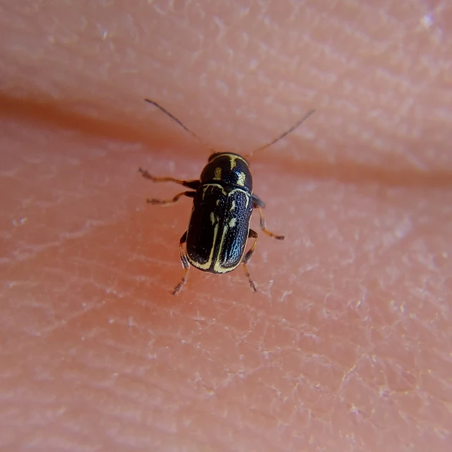Pachybrachis fimbriolatus - feketevégű tömzsibogár Pachybrachis fimbriolatus - feketevégű tömzsibogár