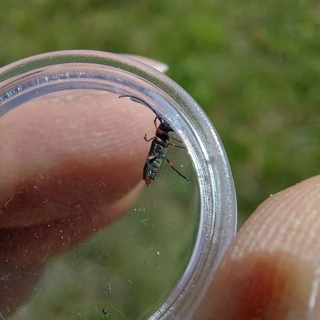 Phytoecia pustulata - parányi fűcincér