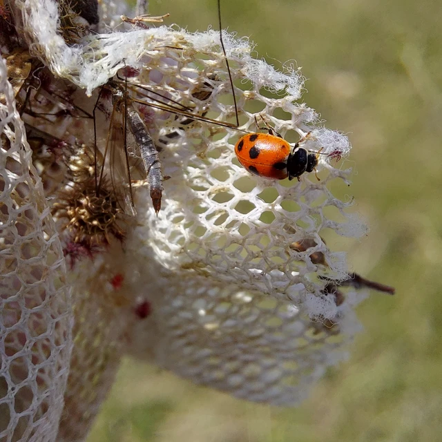 Hippodamia variegata - tizenhárompettyes katica