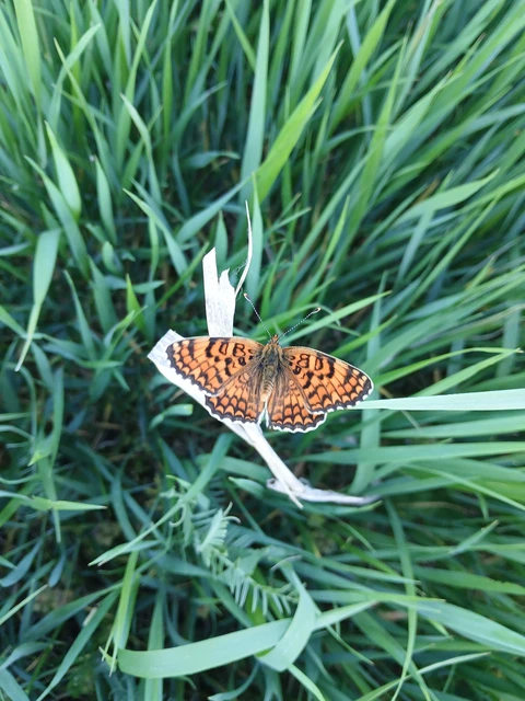 Melitaea phoebe - nagy tarkalepke