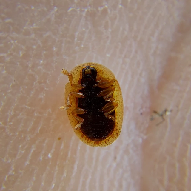 Hypocassida subferruginea - közönséges bordáspajzsbogár