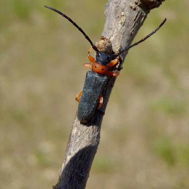 Phytoecia affinis - feketefejű cincér