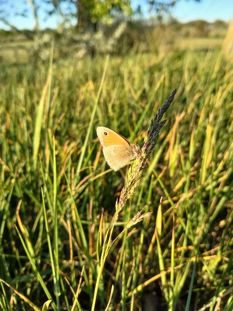 Coenonympha pamphilus - kis szénalepke