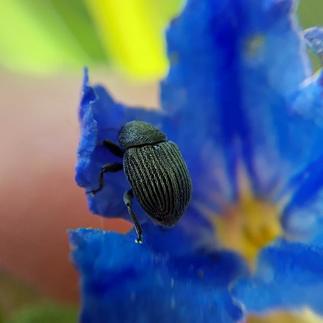 Miarus