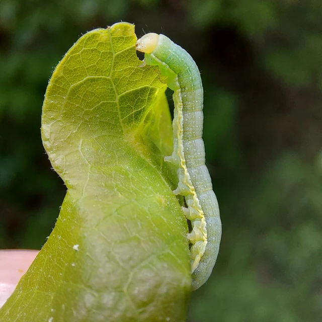 Orthosia