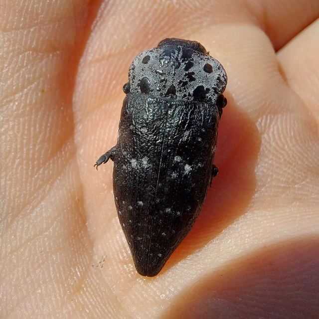 Capnodis tenebrionis - kökény-tükrösdíszbogár