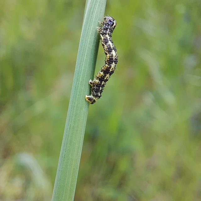 Agriopis leucophaearia - tölgy-tavasziaraszoló