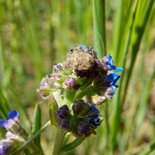 Psacasta neglecta - pettyes pajzsospoloska Psacasta neglecta - pettyes pajzsospoloska