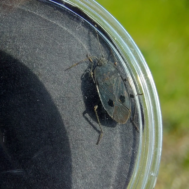 Graptopeltus validus