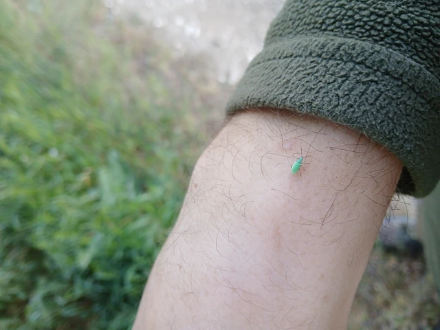 Phyllobius argentatus - ezüstös levélormányos