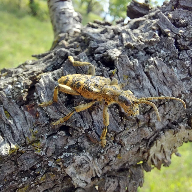 Rhagium sycophanta - tölgyes-tövisescincér