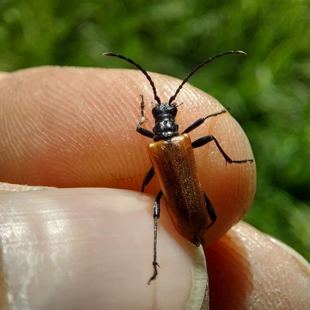 Stenocorus quercus - tölgy-gyökércincér