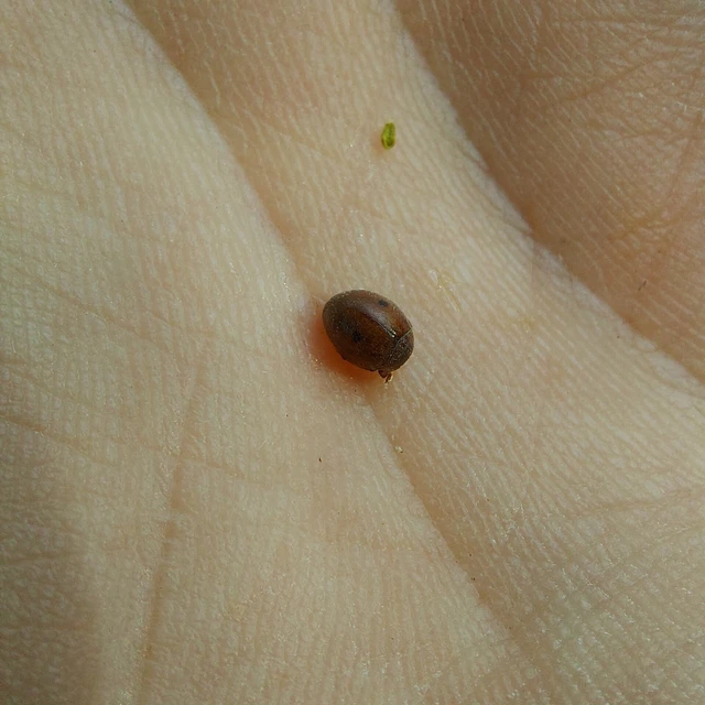 Cynegetis impunctata - pázsitfűböde