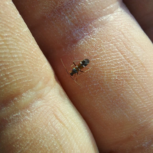 Systellonotus triguttatus - ezüstcsíkos mezeipoloska