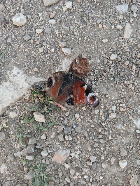 Nymphalis io - nappali pávaszem