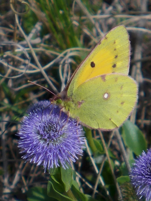 Colias croceus - sáfránylepke