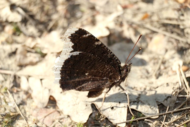 Nymphalis antiopa - gyászlepke