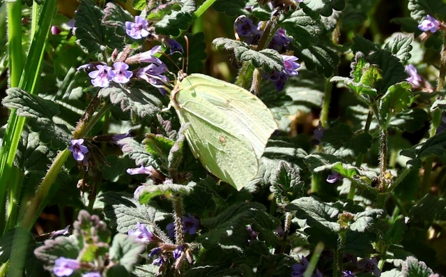 Gonepteryx rhamni - citromlepke