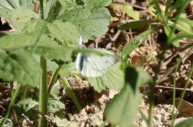 Pieris napi - repcelepke