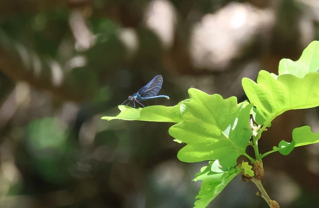 Calopteryx virgo - kisasszony-szitakötő