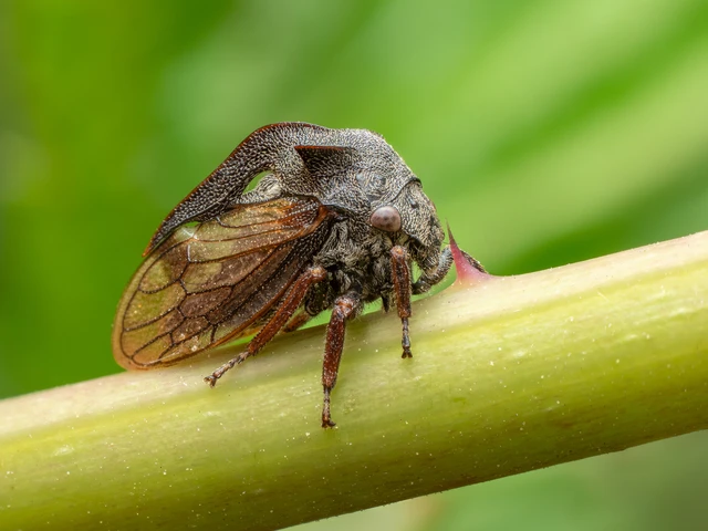 Centrotus cornutus - szarvaskabóca