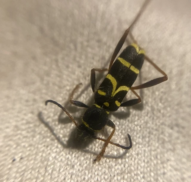Clytus arietis - közönséges darázscincér