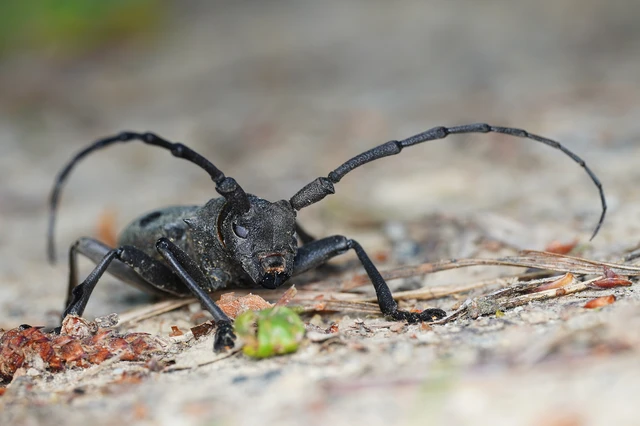 Morimus asper funereus - gyászcincér
