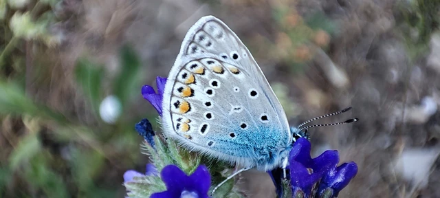 Polyommatus icarus - közönséges boglárka