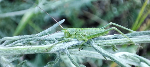 Tettigoniidae - fürgeszöcskék