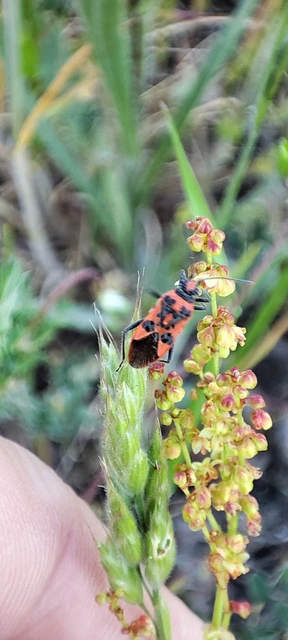 Corizus hyoscyami - piros karimáspoloska