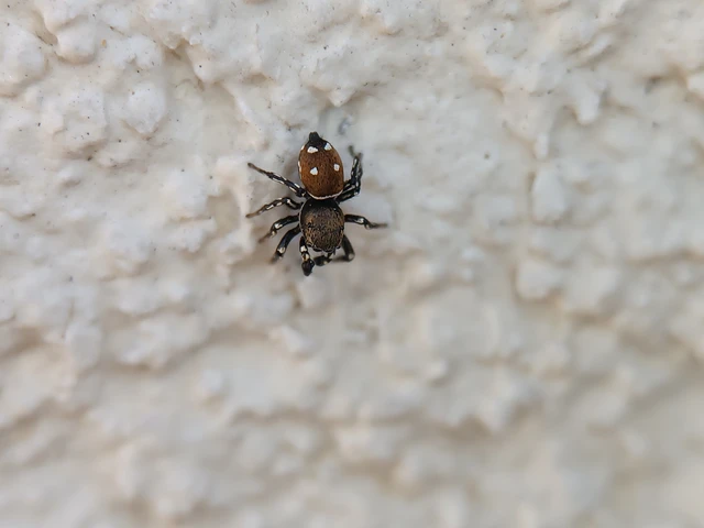 Heliophanus