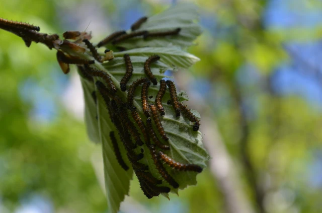 Nymphalis polychloros - nagy rókalepke