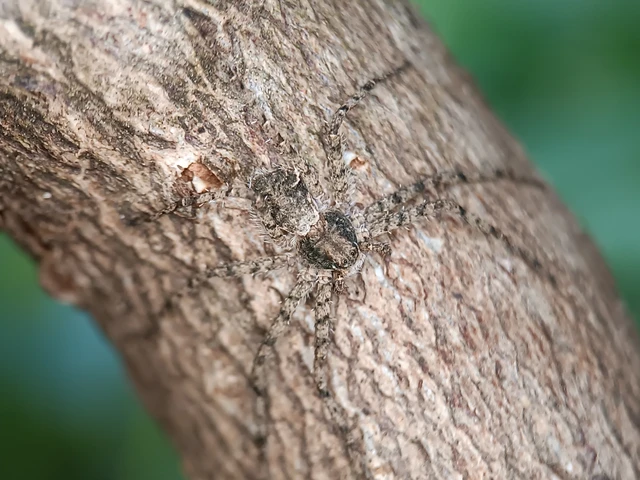 Philodromus margaritatus - bükkfa-fürgekarolópók