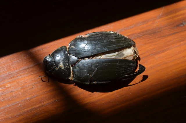 Hydrophilidae - csiborfélék
