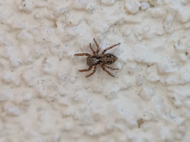 Pseudeuophrys lanigera - szobai ugrópók