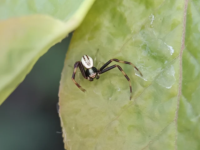 Misumena vatia - viráglakó karolópók