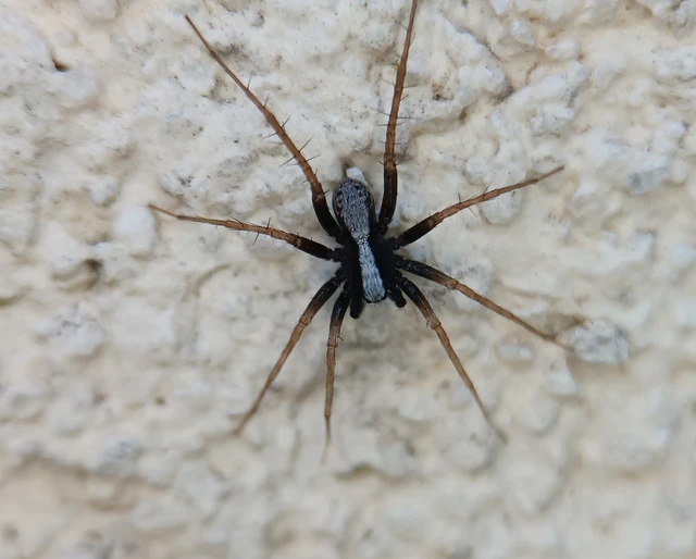 Pardosa alacris/lugubris