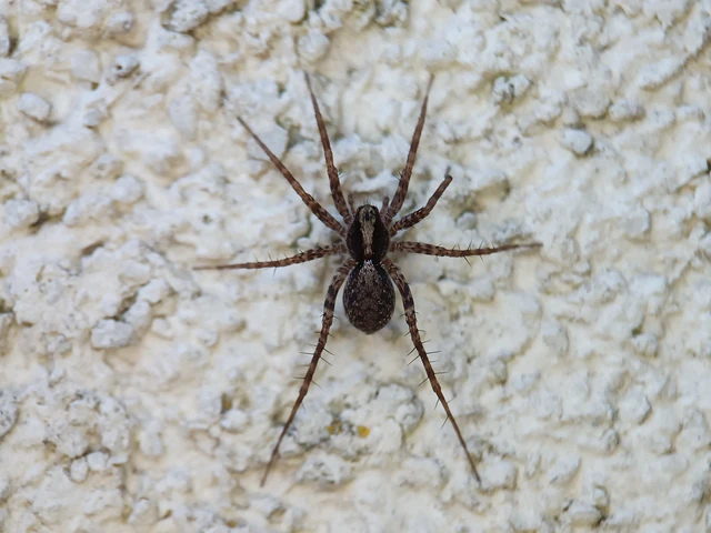 Pardosa