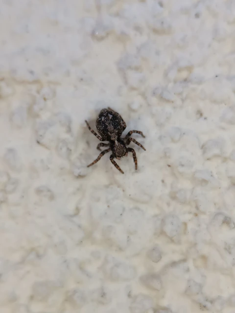 Pseudeuophrys lanigera - szobai ugrópók
