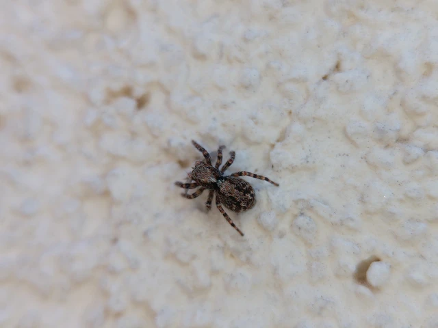 Pseudeuophrys lanigera - szobai ugrópók