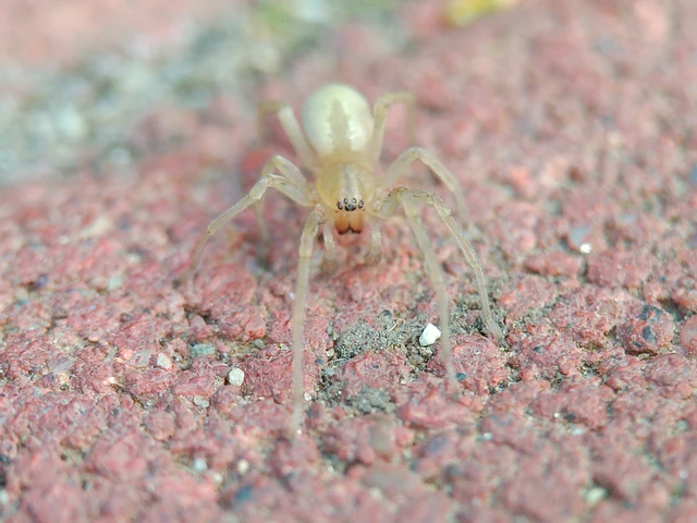 Cheiracanthium