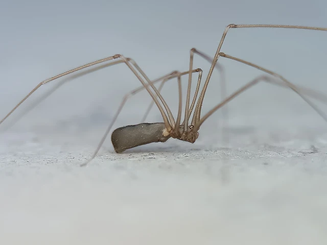Pholcus phalangioides - nagy álkaszáspók