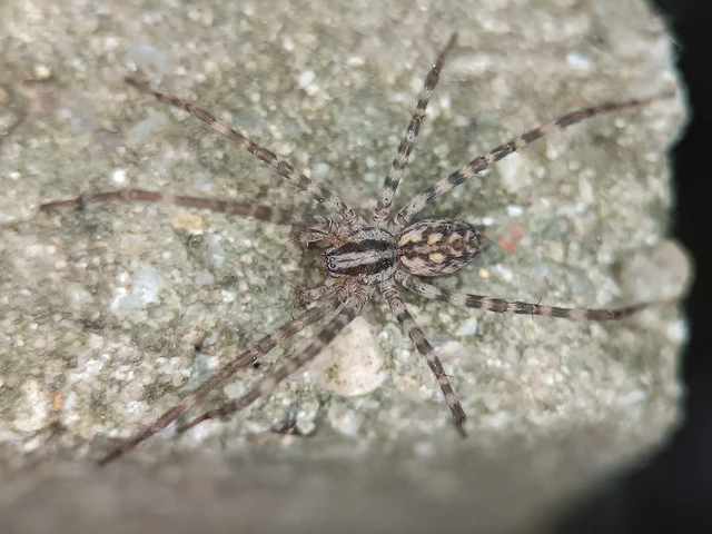 Tegenaria