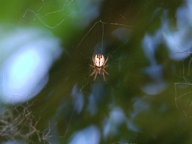 Mangora acalypha - réti keresztespók
